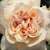 Narančasta - Floribunda ruže - Jelena™